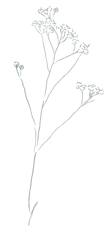 A drawing of a flower for The Nile Project